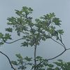 cecropiapeltata