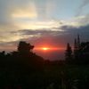 butterfly_nessa50