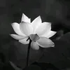 nhankhang9698