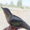 بدرابوغازي١