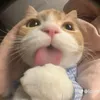tulieuahihi0