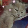 lawaniscuties_