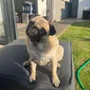 cocothepug75