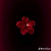 emann.ahmed33