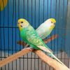 sajidbirdzone11