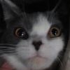 zodiac_kitten