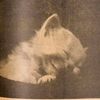 mrmeowcifer