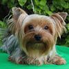 yorkiesdivan