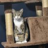 lauren_cat_rescuer