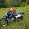 bushman718