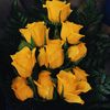 shad_0099