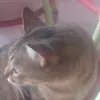 sisoyv986