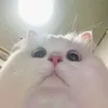 purenonsense1