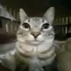 leocututrulo9113
