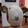 roundcow