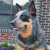 gypsy_blueheeler17