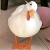 melz_z21