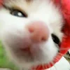 alyrj_