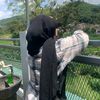 muflizza_18
