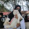 fransien_meowmeow
