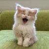 swettylittly