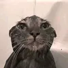 accthuanthoitrang
