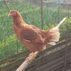 francoisportilla