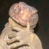wzagaa