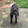 brindlebearsbt