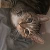 se7en_the_geriactricmeow