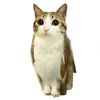 meowl2.0