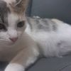 cats_pelusa