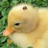 amante_delos_patos1