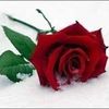 olfa.smida