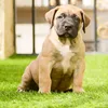 dsireboerboels