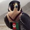 hematafghan969