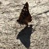 mariposababysis