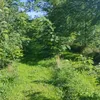 der_bienenfluesterer72