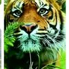 rovianah_
