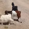 krenufroshtneazhal0