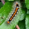 caterpillar90000