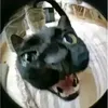 miminho_gatinho1