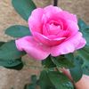 سبحان الله وبحمده سبحان الله
