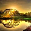t_tran294