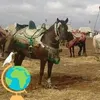 mahdimouman