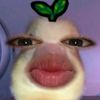 pyy729