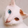 cheleenb
