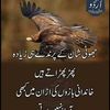 dawoodafghan251