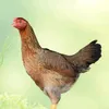 hphuong_s