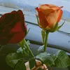 only_23d